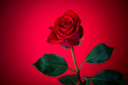 Red Rose